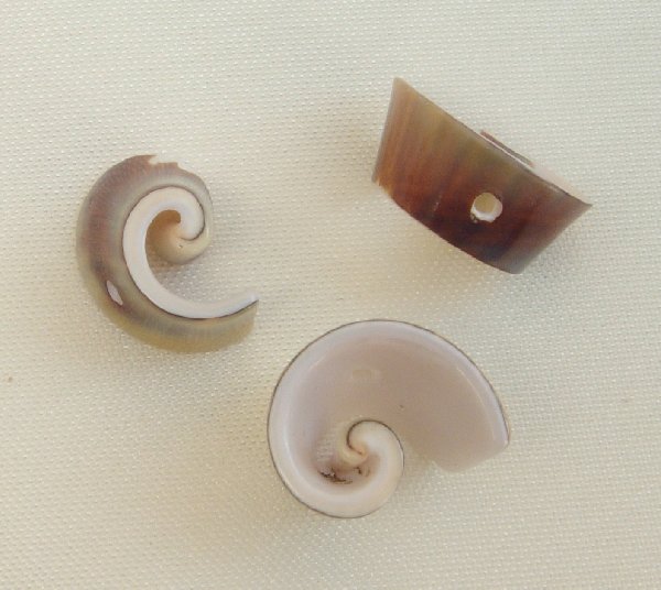 Conchiglia a forma di spirale piccola, 12 mm., color Verde