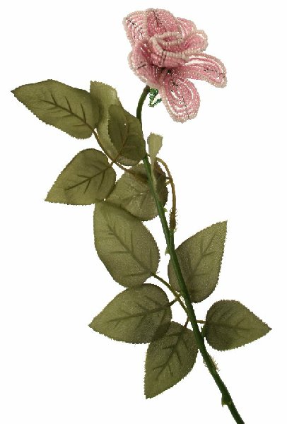 Rosa catenella