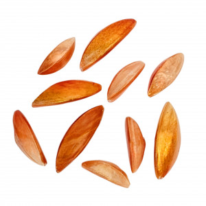 Mix Conchiglia colore Arancione