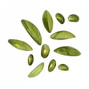 Mix Conchiglia colore VERDE OLIVA
