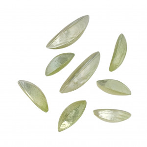 Mix Conchiglia colore VERDE CHIARO