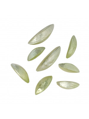 Mix Conchiglia colore VERDE CHIARO